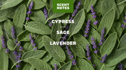 Alpine Sage - Daily Trail Routine